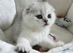 Luna - Scottish Fold Cat For Sale - Henderson&comma; NV&comma; US