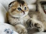 Blossom - Scottish Fold Cat For Sale - Henderson&comma; NV&comma; US