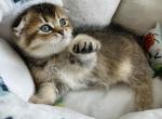 Gaston - Scottish Fold Cat For Sale - Henderson&comma; NV&comma; US