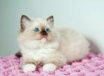Yunna - Ragdoll Cat For Sale - Miami&comma; FL&comma; US