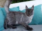 Flirt - Maine Coon Cat For Sale - Hollywood&comma; FL&comma; US