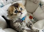 Snickers - Scottish Fold Cat For Sale - Henderson&comma; NV&comma; US