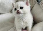 Duchess - Scottish Straight Cat For Sale - Henderson&comma; NV&comma; US