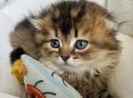 Maxi - Scottish Fold Cat For Sale - Henderson&comma; NV&comma; US
