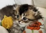 Miko - Scottish Fold Cat For Sale - Henderson&comma; NV&comma; US