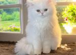 Pascal - Persian Cat For Sale - Spring&comma; TX&comma; US