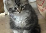 Sweet Ragdoll Persian Himalayan Kitterns - Ragdoll Cat For Sale - Ojai&comma; CA&comma; US
