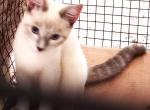BLUE LYNXPOINT Boy - Colorpoint Shorthair Cat For Sale - Walterboro&comma; SC&comma; US