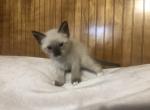 Siamese Kittens - Siamese Cat For Sale - Frisco&comma; TX&comma; US