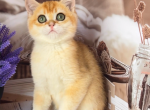 Kokos - British Shorthair Cat For Sale - Wheeling&comma; IL&comma; US