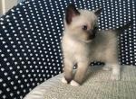 Snowshoe Kittens - Snowshoe Cat For Sale - Frisco&comma; TX&comma; US