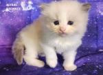 Caspian - Ragdoll Cat For Sale - VA&comma; US