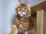 Newton - Maine Coon Cat For Sale - Charlotte&comma; NC&comma; US