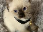 Seal Point - Colorpoint Shorthair Cat For Adoption - Frisco&comma; TX&comma; US