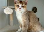 Danik - British Shorthair Cat For Sale - Los Angeles&comma; CA&comma; US