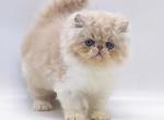 Mathias - Persian Cat For Sale - Pembroke Pines&comma; FL&comma; US