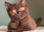 Garold - British Shorthair Cat For Sale - Los Angeles&comma; CA&comma; US