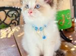 Gucci - Ragdoll Cat For Sale - Temple City&comma; CA&comma; US