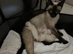 Maddies babies - Siamese Cat For Sale - Phila&comma; PA&comma; US