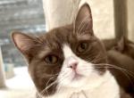 Bambie - British Shorthair Cat For Sale - Green Acres&comma; FL&comma; US