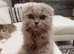 Eney - Scottish Fold Cat For Sale - Los Angeles&comma; CA&comma; US