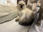 Bella - Siamese Cat For Sale - Phila&comma; PA&comma; US