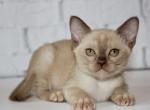 Onyx - Burmese Cat For Sale - Pembroke Pines&comma; FL&comma; US