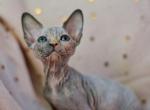 Jolly - Sphynx Cat For Sale - Pembroke Pines&comma; FL&comma; US