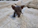 Male 2 - Sphynx Cat For Sale - CO&comma; US