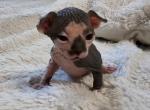 Female 1 - Sphynx Cat For Sale - CO&comma; US