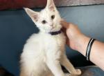 Tiffany - Maine Coon Cat For Sale - Crestview&comma; FL&comma; US
