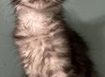 Phoebe - Maine Coon Cat For Sale - Crestview&comma; FL&comma; US