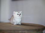 Loc in California Alisher munchkin standard silver - Munchkin Cat For Sale - TX&comma; US