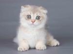 Raritan tiny scottish kilt blue golden munchkin - Munchkin Cat For Sale - TX&comma; US