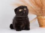 Dgudekk scottish kilt munchkin fold short legs - Munchkin Cat For Sale - TX&comma; US