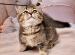 Mashka munchkin standard golden ticked short leg - Munchkin Cat For Sale - TX&comma; US