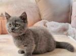 Milana munchkin standard blue solid short leg - Munchkin Cat For Sale - TX&comma; US
