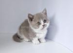 Azurit munchkin standard fawn bicolor short legs - Munchkin Cat For Sale - TX&comma; US