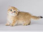 Pakna tiny munchkin orange golden Scottish kilt - Munchkin Cat For Sale - TX&comma; US