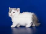 Ogasta munchkin standard blue and white short legs - Munchkin Cat For Sale - TX&comma; US