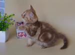 Ursalina - Scottish Straight Cat For Sale - Hollywood&comma; FL&comma; US