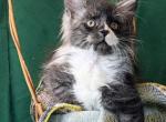 Jango - Maine Coon Cat For Sale - Hollywood&comma; FL&comma; US