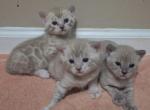three musketeersALL ADOPTED - Bengal Cat For Sale - 