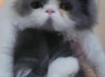 Female Persian kitty - Persian Cat For Sale - MA&comma; US
