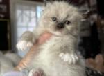 Joys kittens coming soon - Ragdoll Cat For Sale - Mount Joy&comma; PA&comma; US