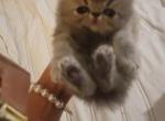 Female Persian kitten gray - Persian Cat For Sale - MA&comma; US
