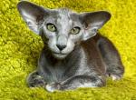 Diggi - Oriental Cat For Sale - Miami&comma; FL&comma; US