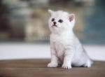 Loc in California Alex silver shaded british boy - British Shorthair Cat For Sale - TX&comma; US