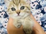 Ben - Siamese Cat For Sale - Livingston&comma; NJ&comma; US