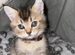 Jerry - Siamese Cat For Sale - Livingston&comma; NJ&comma; US
